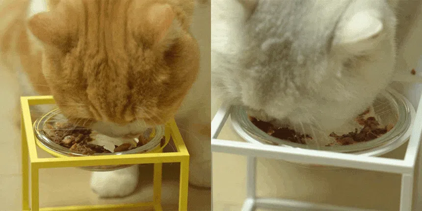 3651 캣 와구 2종 버라이어티 습식 캔 24개입 3번째