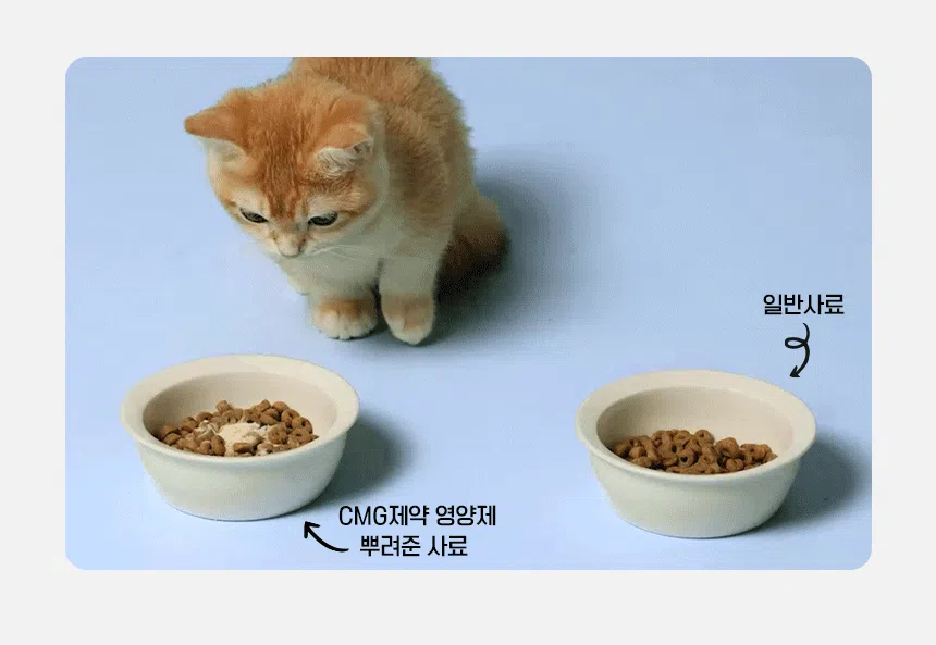[체험단] CMG제약 캣 영양제 4종 샘플 키트 5번째