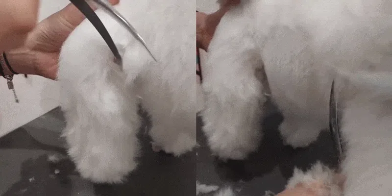 [NEW신상][무료배송] 실버라인 애견미용 국민 톱니가위 7인치 3종세트(민가위, 커브가위, 숱가위) 6번째