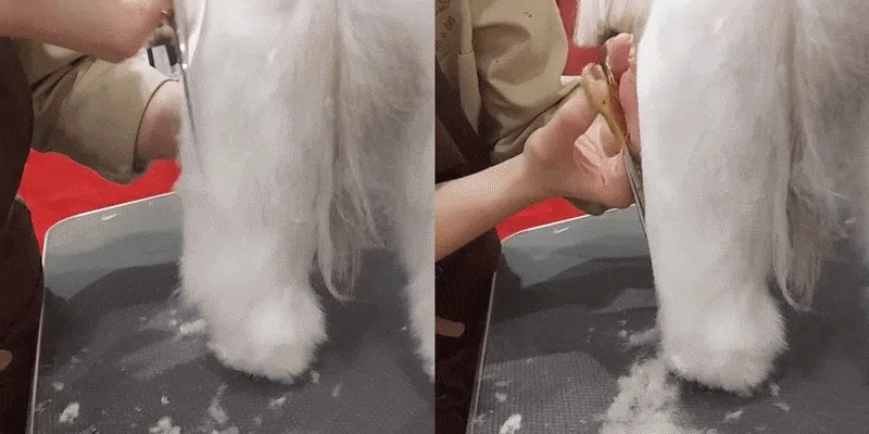 [NEW신상][무료배송] 실버라인 애견미용 국민 톱니가위 7인치 3종세트(민가위, 커브가위, 숱가위) 5번째