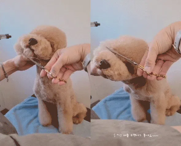 [NEW신상][무료배송] 실버라인 애견미용 국민 톱니가위 7인치 3종세트(민가위, 커브가위, 숱가위) 7번째