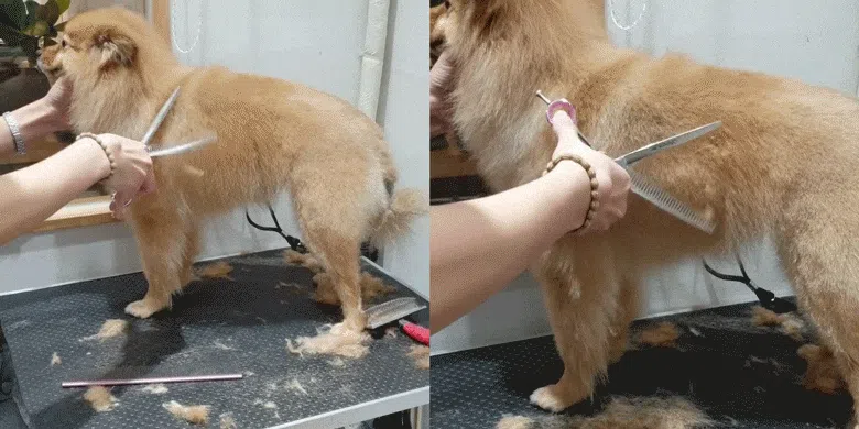 [NEW신상][무료배송] 실버라인 MDM 지우개 요술가위 4세대(7인치, 7.5인치) 3번째