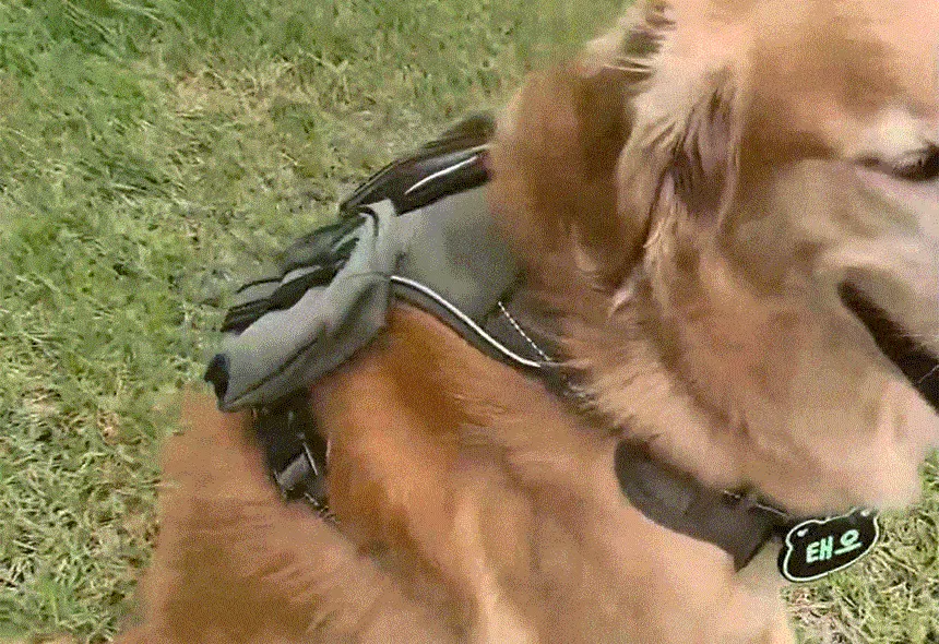 [NEW신상][무료배송] 펫마블 투포켓 하네스 대형견 앞섬방지 가슴줄 5번째