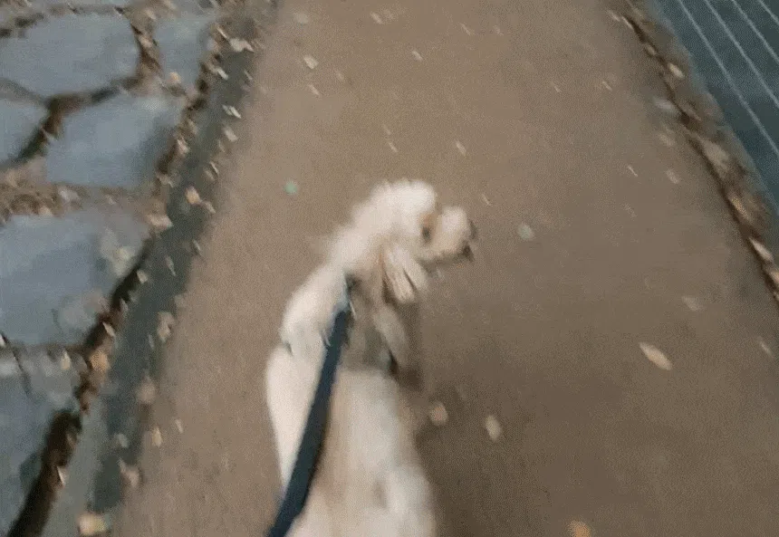 [NEW신상][무료배송] 펫마블 원포켓 하네스 중형견 대형견 가슴줄 3번째