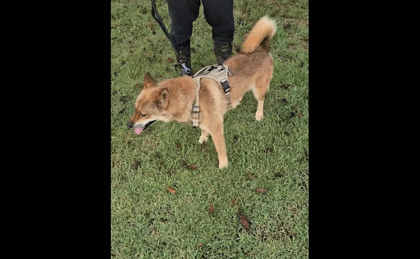 [NEW신상][무료배송] 펫마블 원포켓 하네스 중형견 대형견 가슴줄 7번째