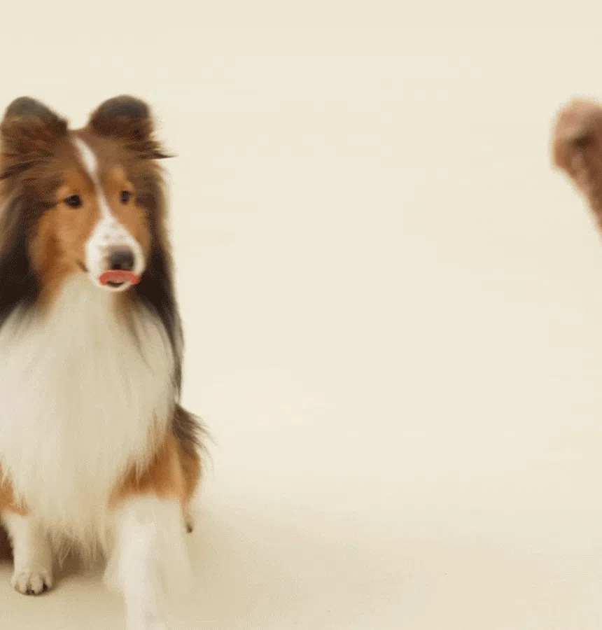 [NEW신상][무료배송] 바야 와일드트릿 동결건조 돼지꼬리 170g 2번째