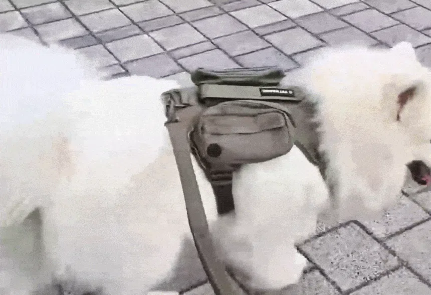 [NEW신상][무료배송] 펫마블 투포켓 하네스 대형견 앞섬방지 가슴줄 3번째