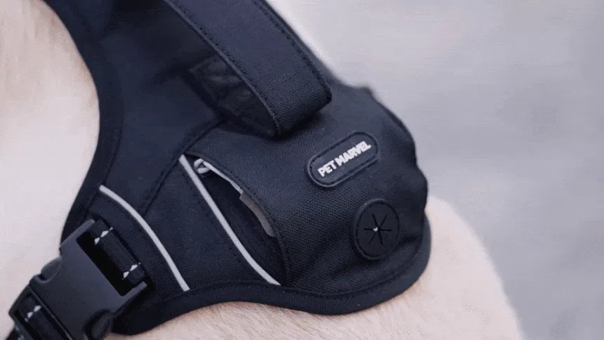 [NEW신상][무료배송] 펫마블 원포켓 하네스 중형견 대형견 가슴줄 12번째