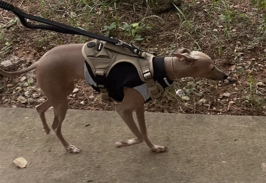 [NEW신상][무료배송] 펫마블 원포켓 하네스 중형견 대형견 가슴줄 5번째