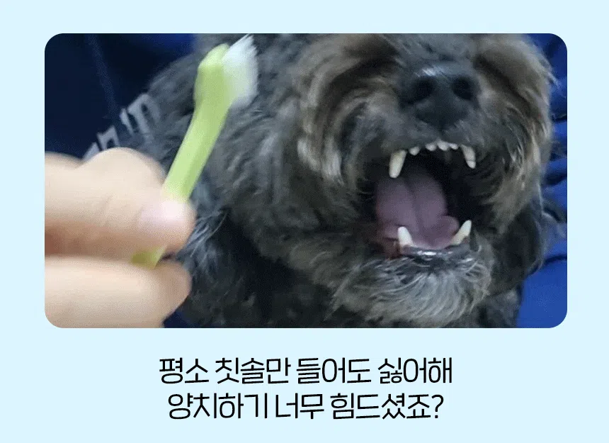 [NEW신상][무료배송] 슈퍼포우 오래먹는 강아지껌 장난감 덴탈츄 부스터 18번째