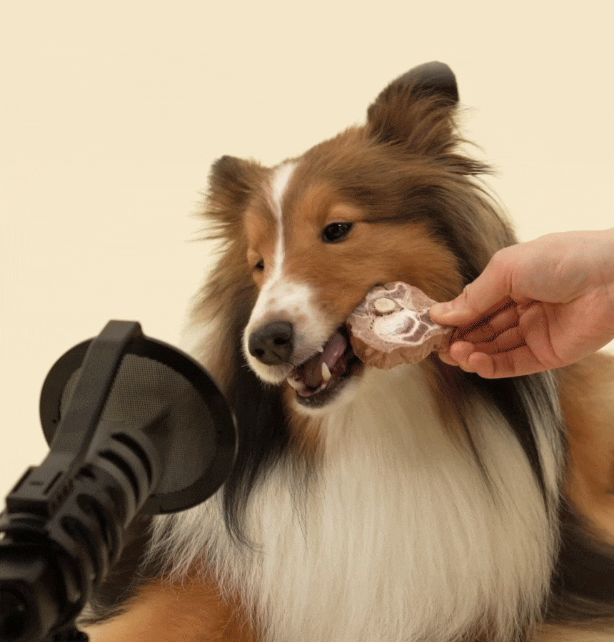 [NEW신상][무료배송] 바야 와일드트릿 동결건조 캥거루꼬리 140g 2번째