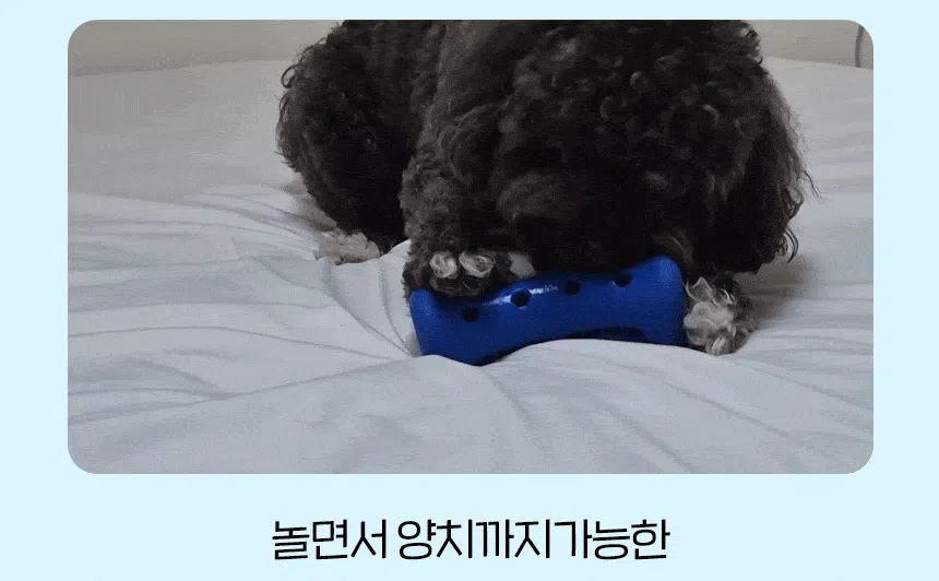 [NEW신상][무료배송] 슈퍼포우 오래먹는 강아지껌 장난감 덴탈츄 부스터 19번째