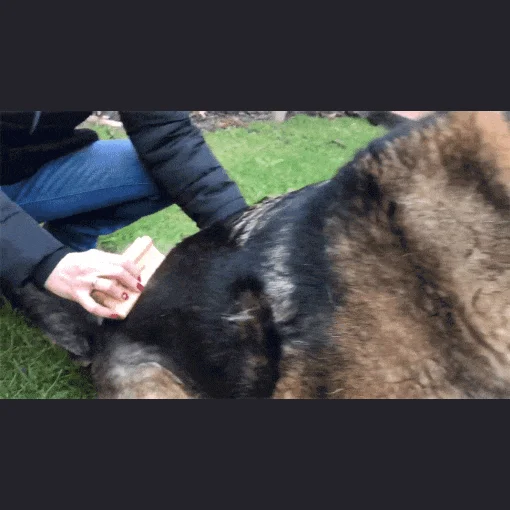 [NEW신상][무료배송] ZOORO 주로 그루밍 브러쉬 3종 24번째