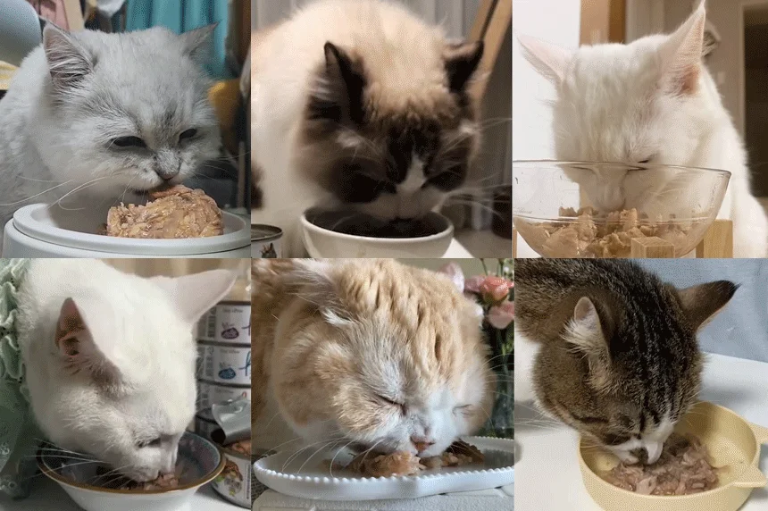 [아듀특가][무료배송] [24개] 데이스포 캣 필라인 캔 흰살참치와 멸치 80g 2번째