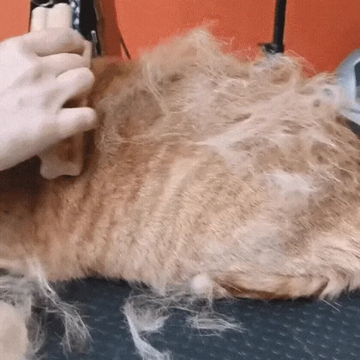 [NEW신상][무료배송] ZOORO 주로 그루밍 브러쉬 3종 19번째