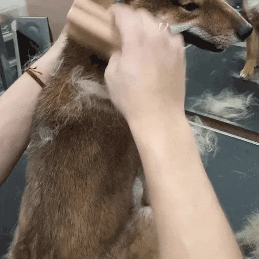 [NEW신상][무료배송] ZOORO 주로 그루밍 브러쉬 3종 16번째