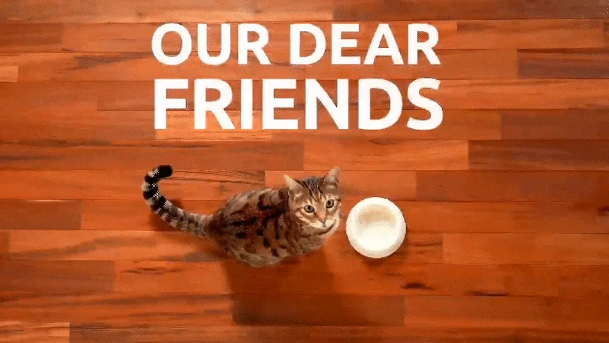 [아듀특가][무료배송] 리플렉스 플러스 캣 키튼 치킨 3kg 5번째