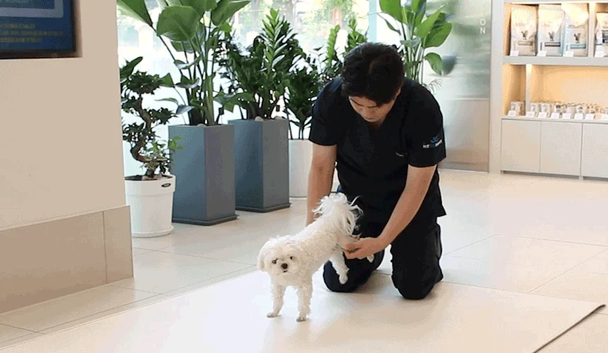 [NEW신상][무료배송] 초코펫하우스 독 논슬립 레더 매트 중형/대형 2color 8번째