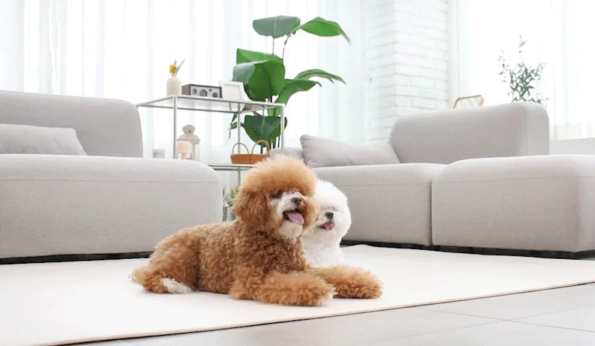 [NEW신상][무료배송] 초코펫하우스 독 논슬립 레더 매트 중형/대형 2color 16번째