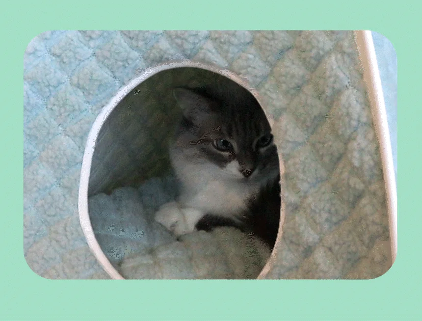 [무료배송] 초코펫하우스 고양이집 겨울 보온 온돌 숨숨집 8번째