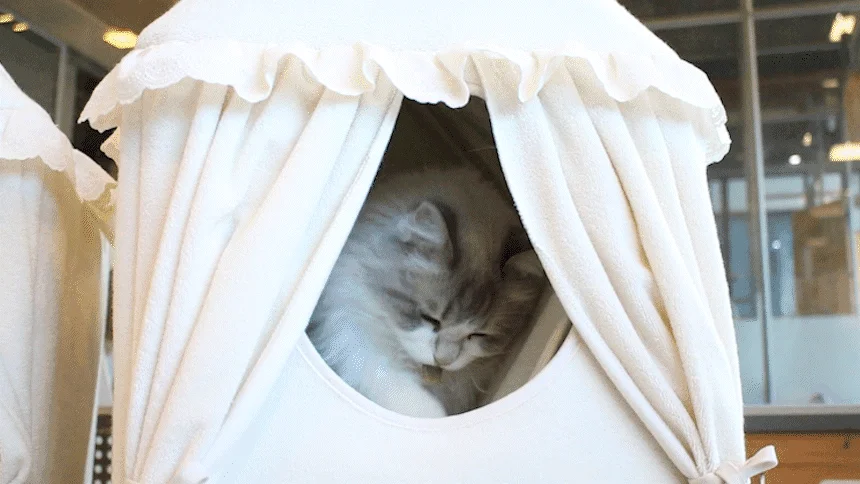 [무료배송] 초코펫하우스 캣 2단형 해먹 스크래쳐 오가닉 투룸 하우스 12번째