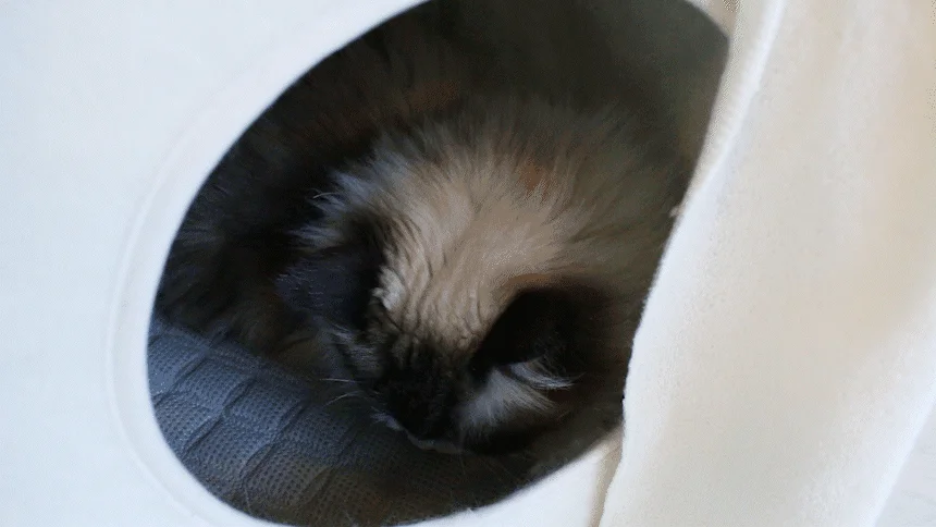 [무료배송] 초코펫하우스 캣 2단형 해먹 스크래쳐 오가닉 투룸 하우스 22번째