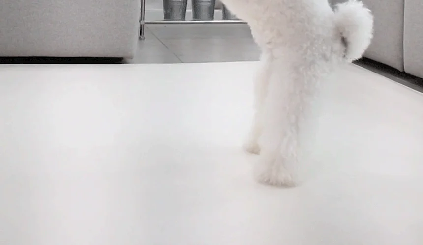 [NEW신상][무료배송] 초코펫하우스 독 논슬립 레더 매트 중형/대형 2color 28번째