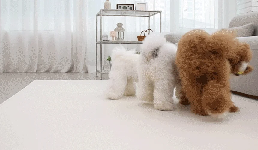 [NEW신상][무료배송] 초코펫하우스 독 논슬립 레더 매트 중형/대형 2color 23번째