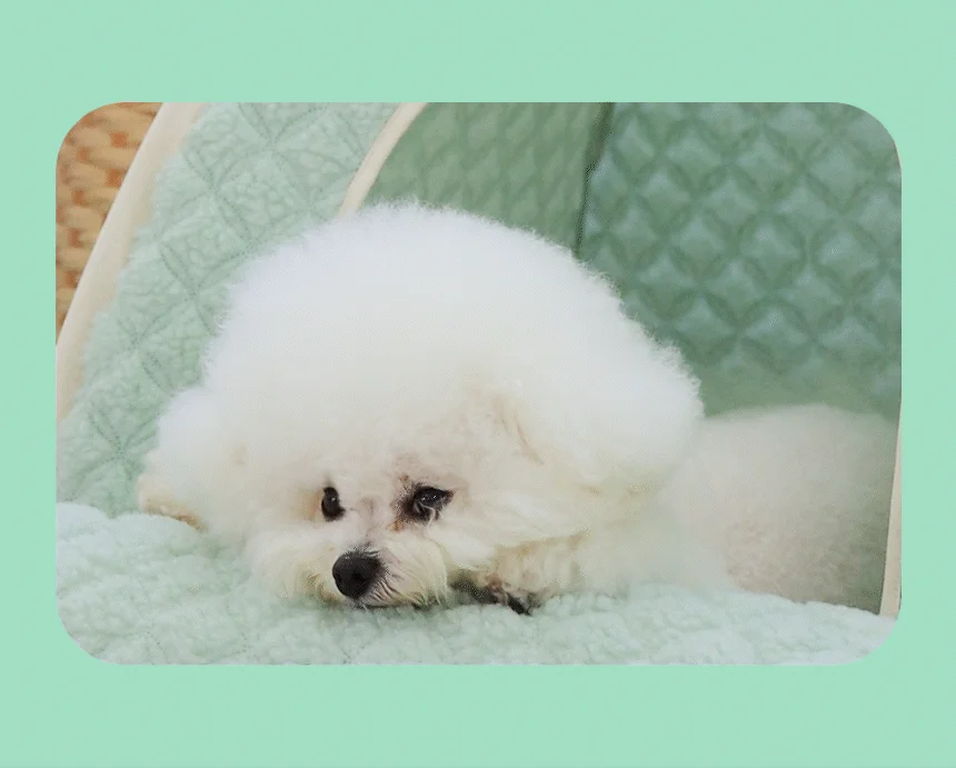 [무료배송] 초코펫하우스 겨울 보온 따뜻한 온돌의집 7번째