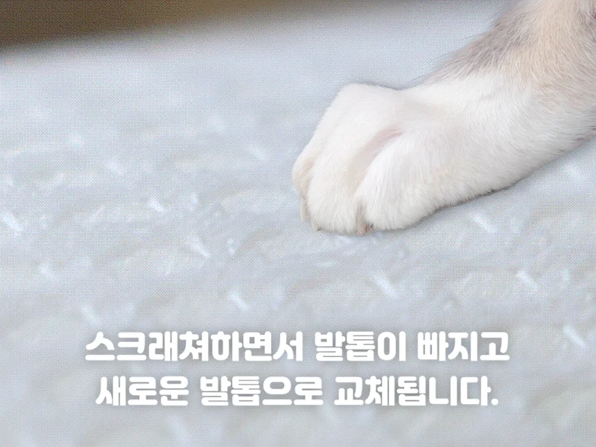 [무료배송] 초코펫하우스 고양이 숨숨집 반영구 스크래쳐 다기능 캣하우스 2.0 15번째