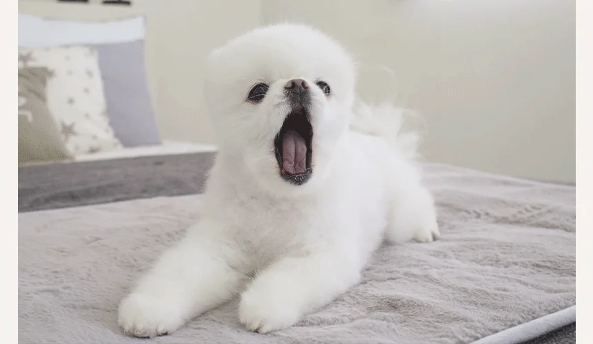 [무료배송] 초코펫하우스 온열 기능 밍크 전기 매트 6번째