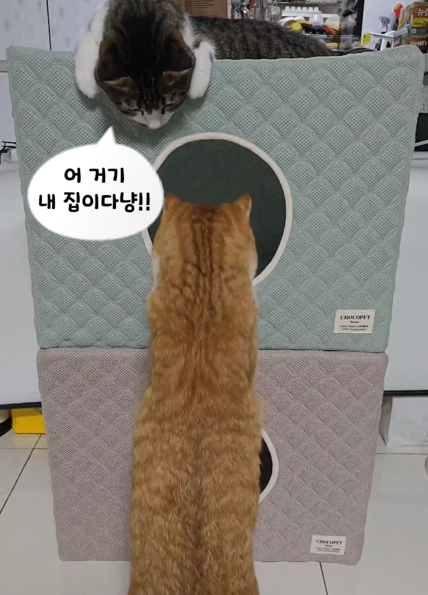 [무료배송] 초코펫하우스 고양이 숨숨집 반영구 스크래쳐 다기능 캣하우스 2.0 20번째