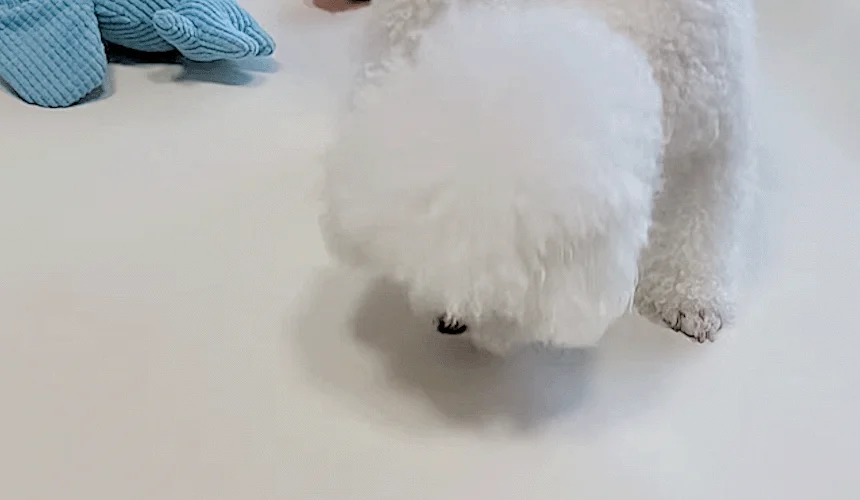 [NEW신상][무료배송] 초코펫하우스 독 논슬립 레더 매트 중형/대형 2color 51번째