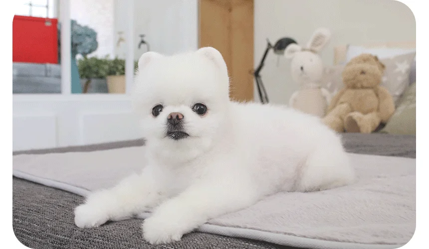 [무료배송] 초코펫하우스 온열 기능 밍크 전기 매트 8번째