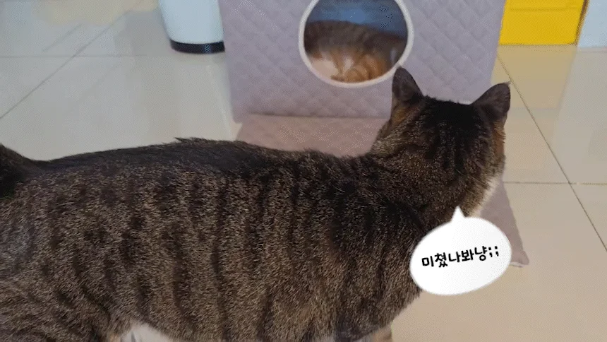 [무료배송] 초코펫하우스 고양이 숨숨집 반영구 스크래쳐 다기능 캣하우스 2.0 17번째