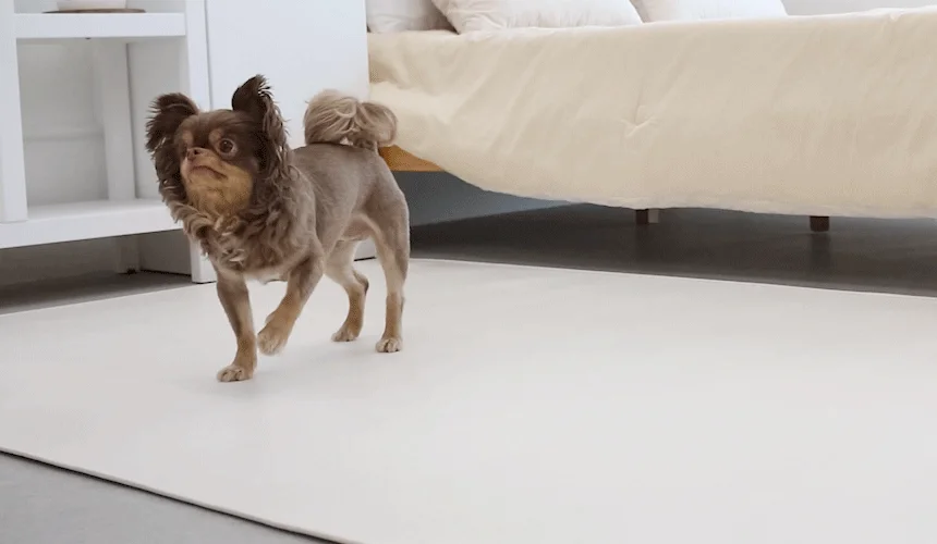 [NEW신상][무료배송] 초코펫하우스 독 논슬립 레더 매트 중형/대형 2color 21번째