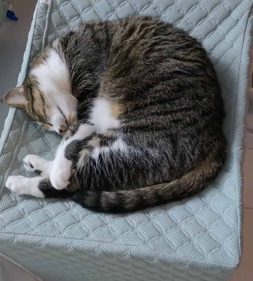 [무료배송] 초코펫하우스 고양이 숨숨집 반영구 스크래쳐 다기능 캣하우스 2.0 22번째