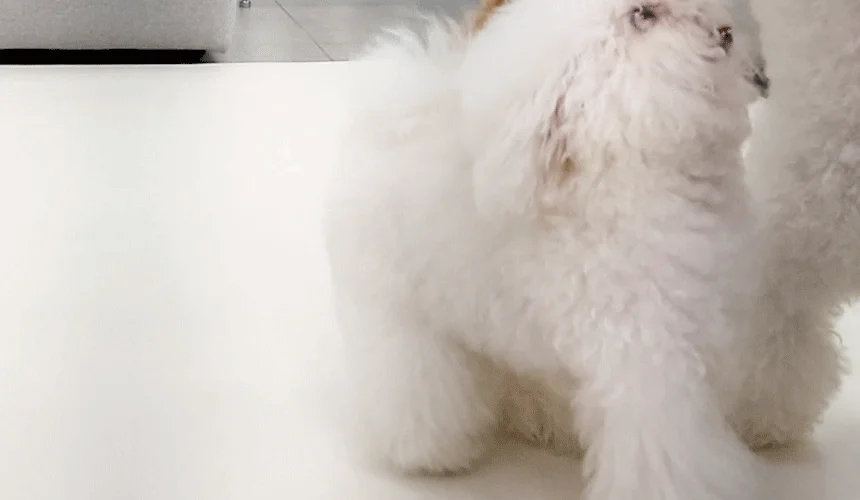 [NEW신상][무료배송] 초코펫하우스 독 논슬립 레더 매트 중형/대형 2color 4번째