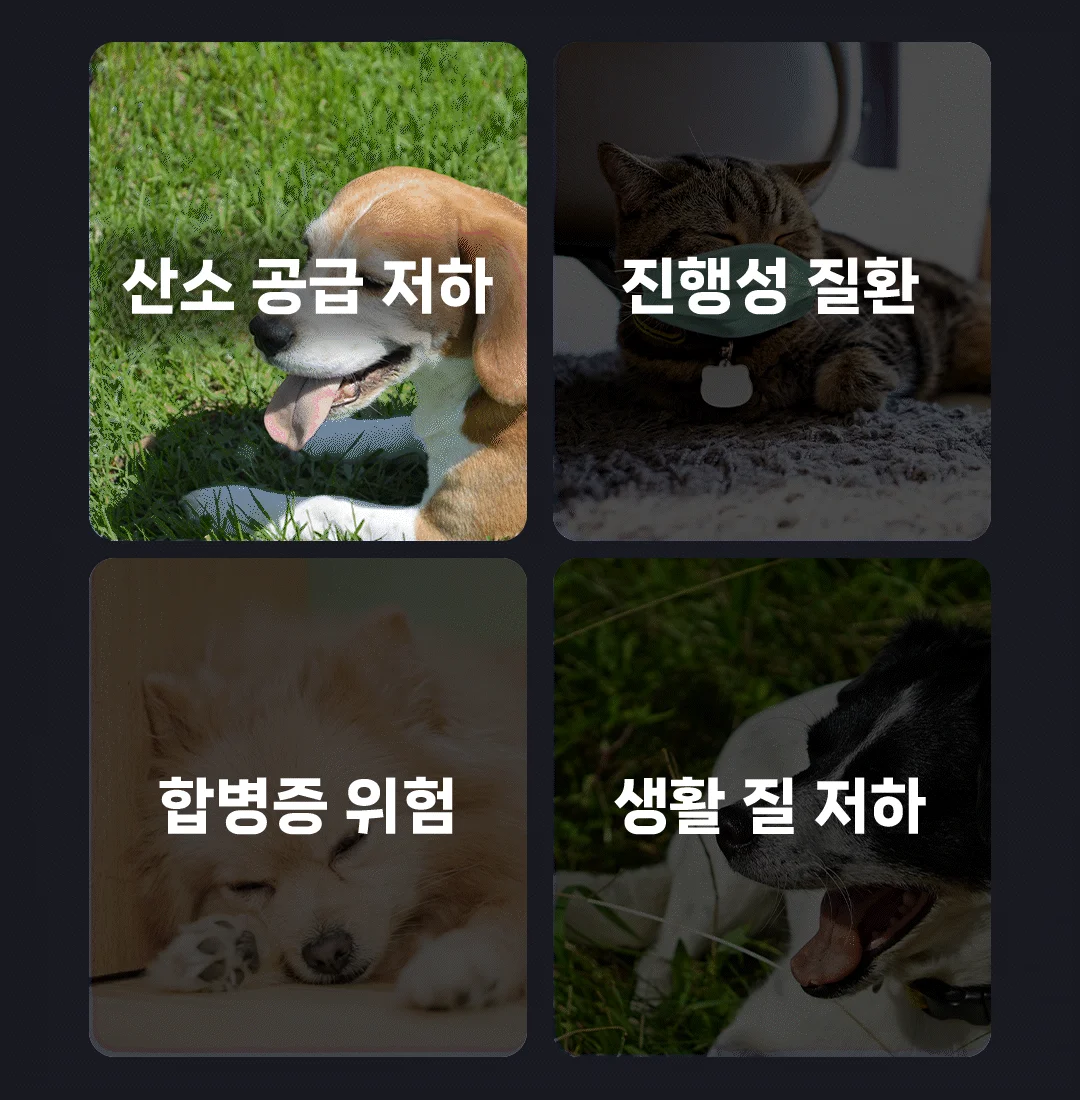 [NEW신상][무료배송] 헬시얌 브레스 기침&기관지 영양제 120정 11번째