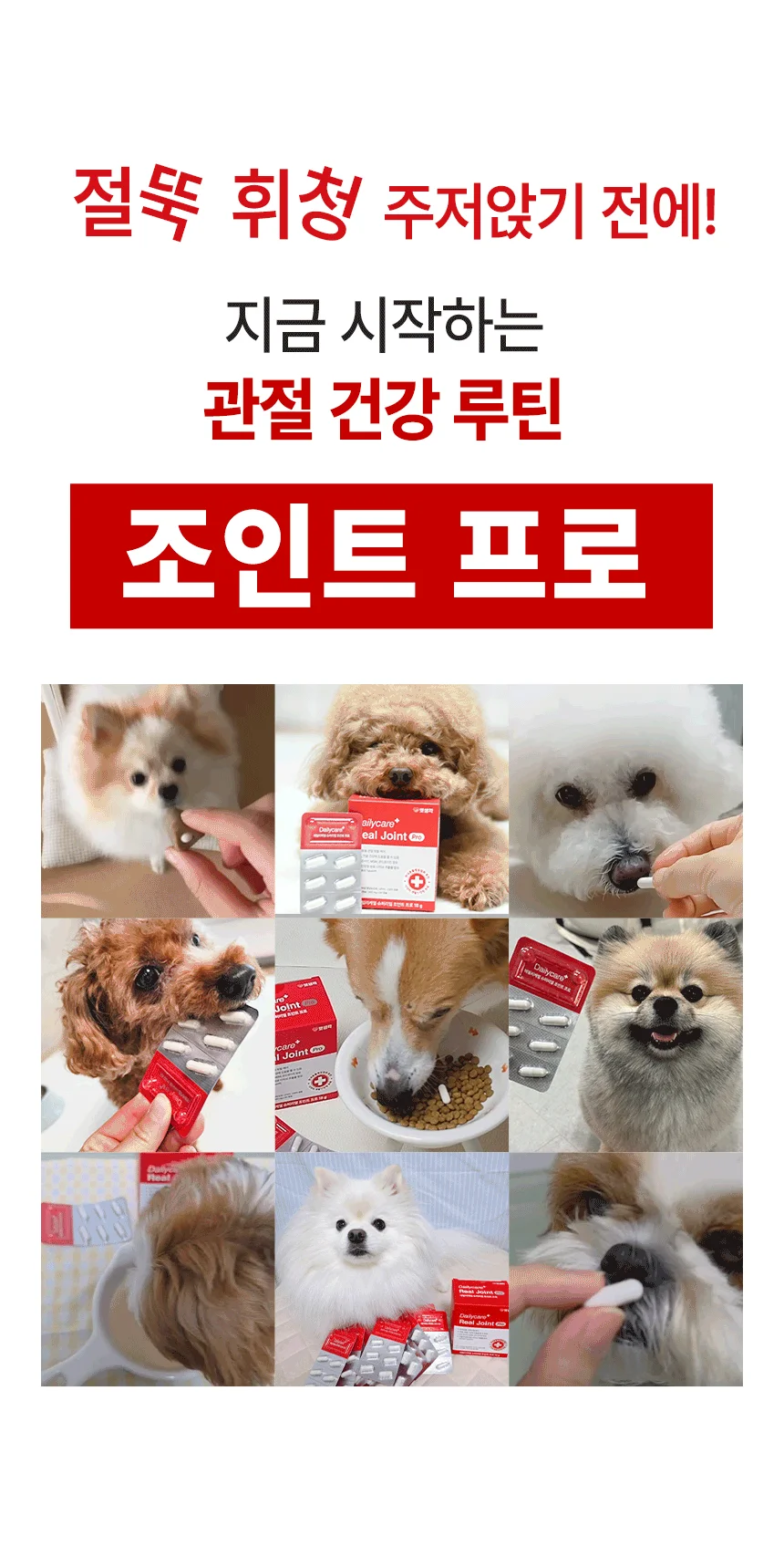 [브랜드전]펫생각 임상완료 조인트 프로 관절 칼슘 슬개골 연골 영양제 60정 10번째