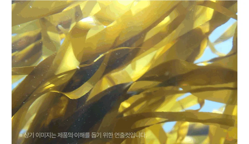 [브랜드전]펫생각 임상완료 리포좀 후코이단 프로 씨놀  종합 항산화제 종양 항염 영양제 30정 35번째