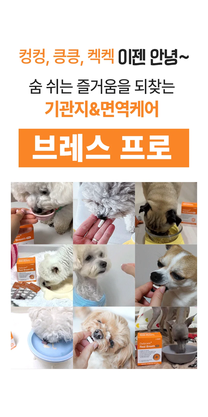 [브랜드전]펫생각 임상완료 브레스 프로 기관지 협착증 호흡기 면역 영양제 60정 11번째