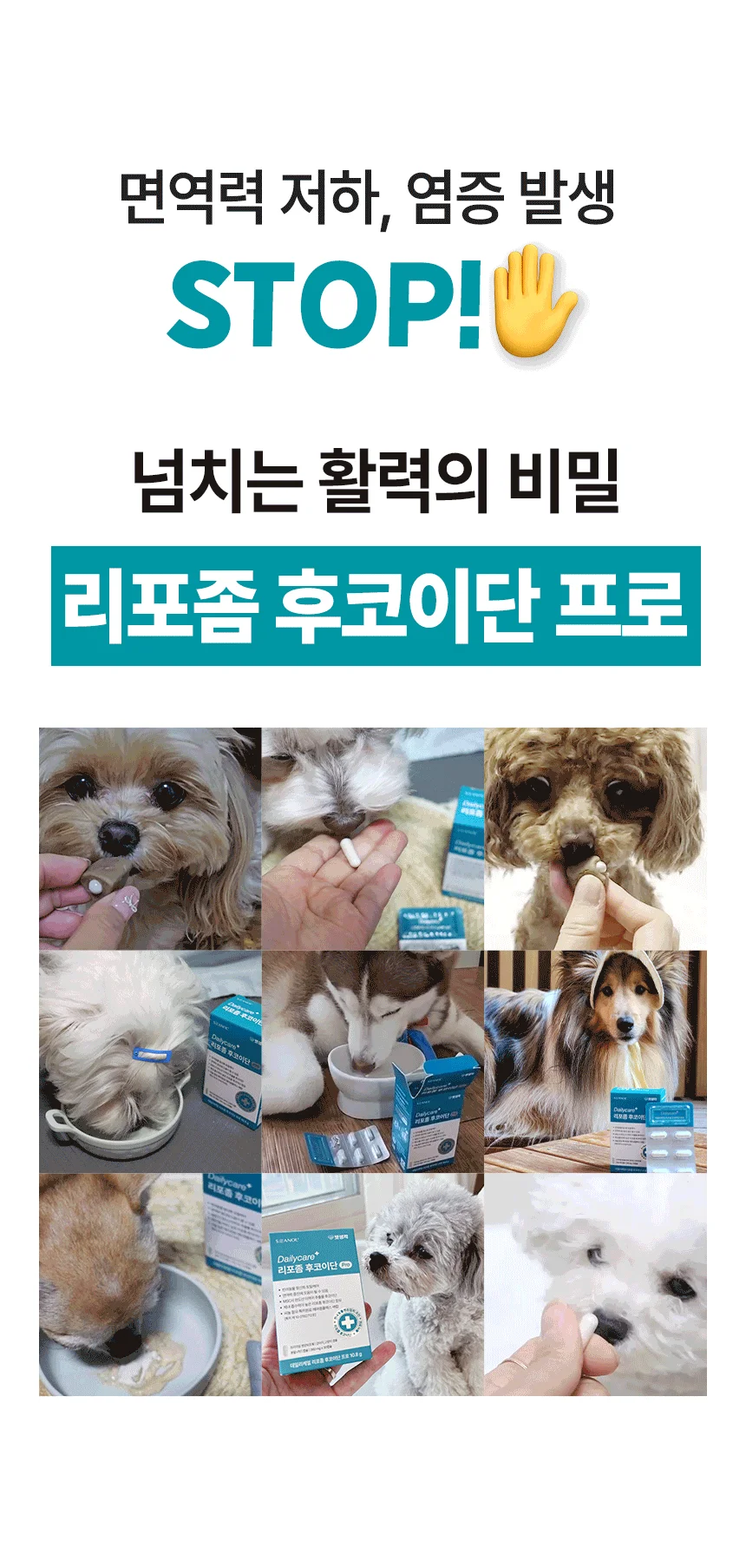 [브랜드전]펫생각 임상완료 리포좀 후코이단 프로 씨놀  종합 항산화제 종양 항염 영양제 30정 12번째