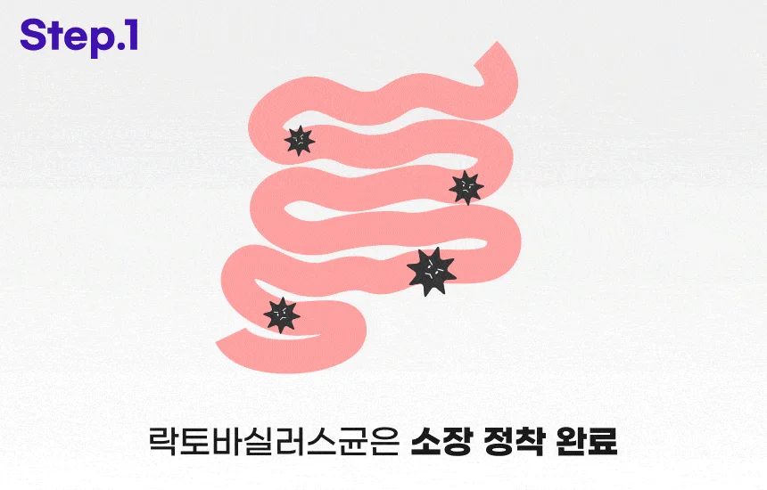 [무료배송] 슈퍼포우 독 유산균 포스트바이오틱스 장건강 30포 6번째