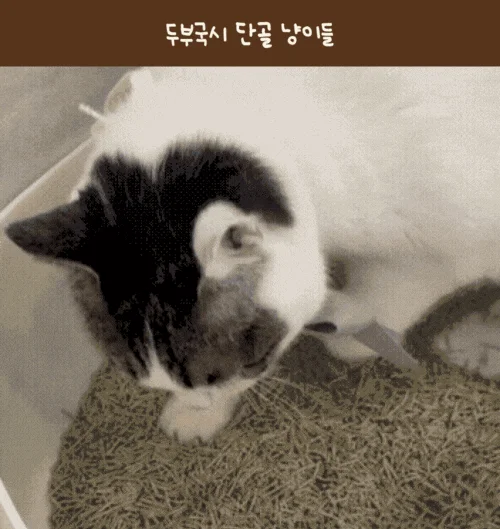 [6개] 네꼬모리 두부국시 나노입자 그린티 2.8kg 2번째