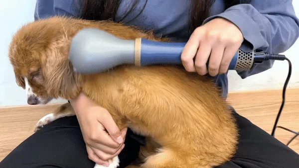 [NEW신상][무료배송] 헬로망치 제트 펫 드라이기 9번째