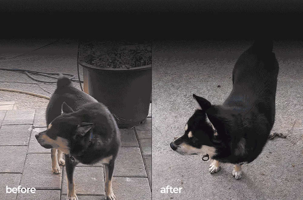 [NEW신상]펫애즈 펫S 분리불안 영양제 2g*30p 9번째