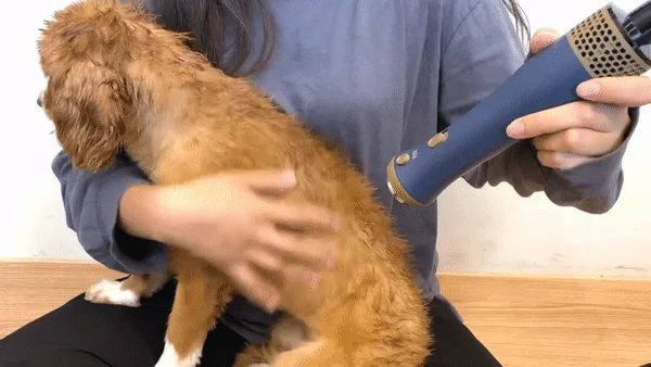 [NEW신상][무료배송] 헬로망치 제트 펫 드라이기 8번째