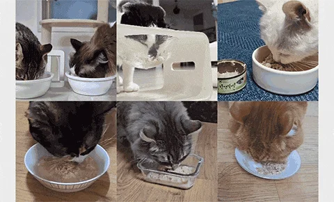 [NEW신상][24개] 펫토리아 한캔뚝딱 프리미엄 영양특식 고양이캔 치킨 85g 6번째