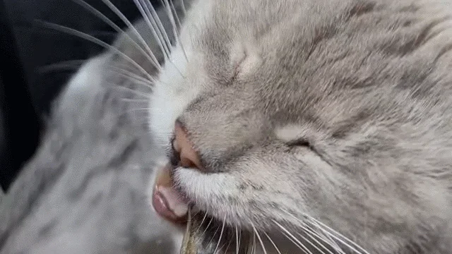 [X-MAS특가] [무료배송] [2개] 미요야미 청정바다 열빙어 65g 3번째